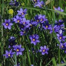 Flower Seeds, Seeds for Planting, Plant Seeds