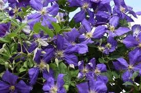 heirloom clematis flower seeds