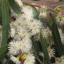 Flower Seeds, Seeds for Planting, Plant Seeds