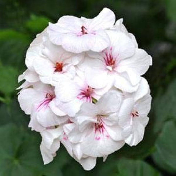 Fresh Geranium Flower Seeds for Planting, White 100 pcs