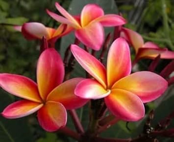 Flower Seeds, Seeds for Planting, Plant Seeds