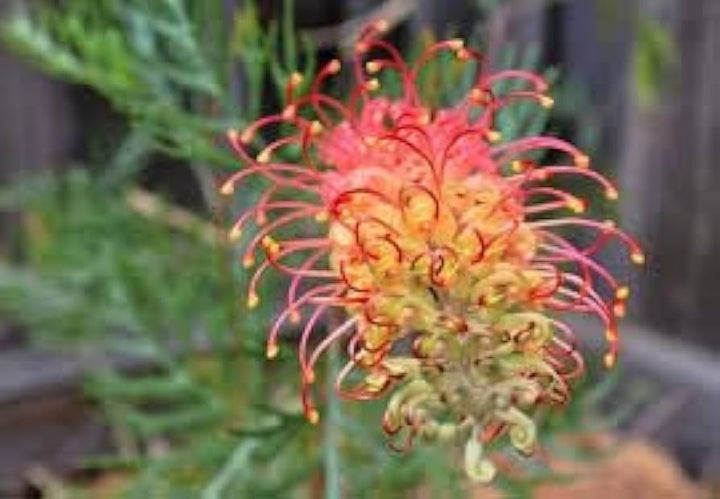 Pink Yellow Grevillea Robusta Flower Seeds 100 pcs