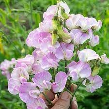 lathyrus latifolius flower seeds