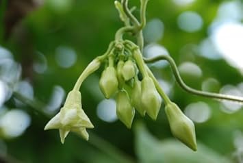 loroco plant seeds Loroco Plant Seeds for Planting – Heirloom & Non-GMO Garden Seeds