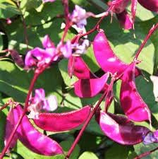 planting hyacinth bean seeds Hyacinth Bean Seeds for Planting