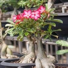 adenium obesum flower seeds