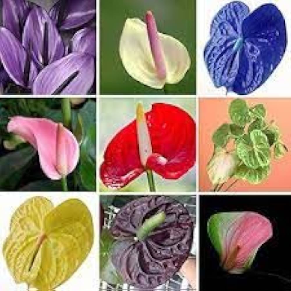 Anthurium blandede farve plantefrø til plantning 100 stk