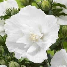 hibiscus syriacus flower seeds