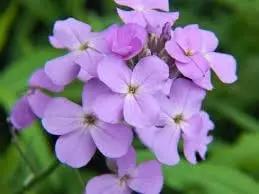 hesperis flower flower seeds