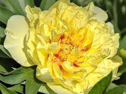 paeonia flower flower seeds
