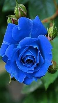 Flower Seeds, Seeds for Planting, Plant Seeds