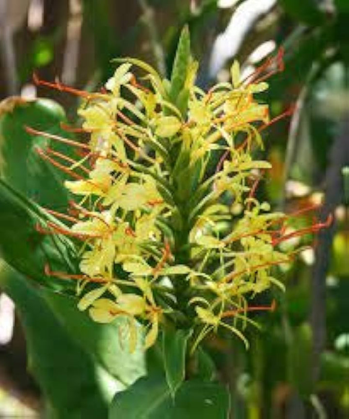 Gule Duftende Blomsterfrø til Plantning - 100 stk