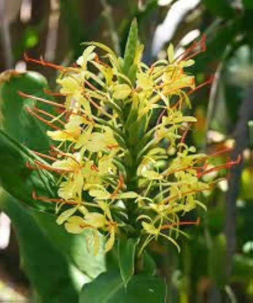 yellow fragrant flower seeds