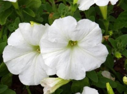 White Petunia Grandiflora Seeds – Heirloom, Non-GMO Flower Seeds for Garden Planting