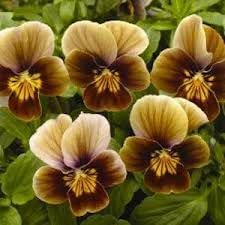 Flower Seeds, Seeds for Planting, Plant Seeds