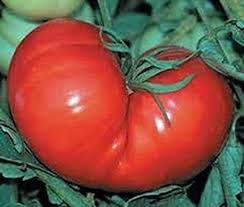 Heirloom Non-GMO Huge Red Tomato Seeds for Planting
