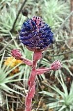 purple heirloom flower seeds