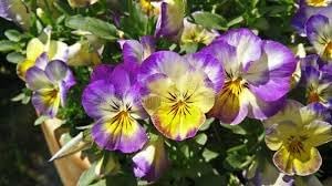 heirloom non flower seeds