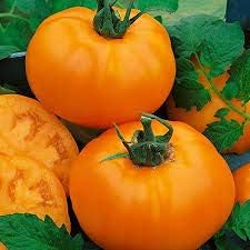 Dark Orange Giant Monster Tomato Seeds for Planting