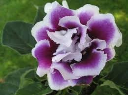 gloxinia flower flower seeds
