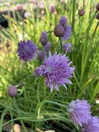 Flower Seeds, Seeds for Planting, Plant Seeds