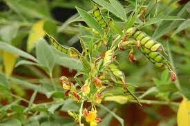 Gungo Pea Seeds for Planting