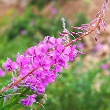 epilobium angustifolium flower seeds