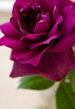 Flower Seeds, Seeds for Planting, Plant Seeds