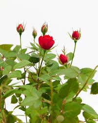 Rød Miniature Rose Plantefrø til udplantning 100 stk