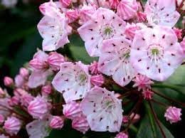 Flower Seeds, Seeds for Planting, Plant Seeds