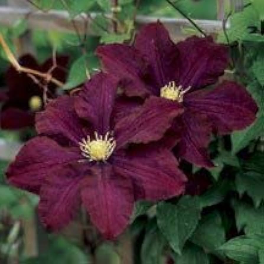 Maroon Clematis Flower Seeds – Heirloom Non-GMO High Germination Organic Garden Seeds for Planting