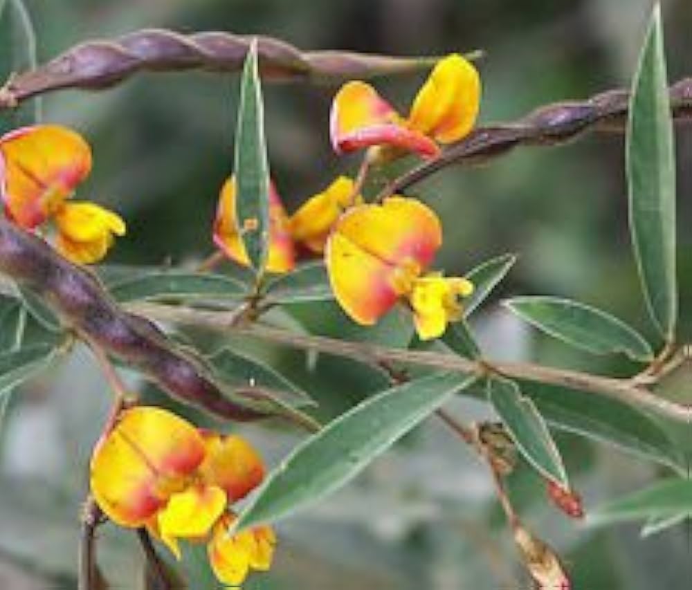 yellow cajanus flower seeds