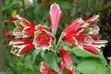 red alstroemeria flower seeds