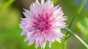 cornflower polka flower seeds, Corn Seeds