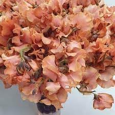 Flower Seeds, Seeds for Planting, Plant Seeds