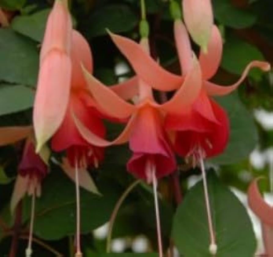 Orange Fuchsia Hybrida Flower Seeds 100 pcs