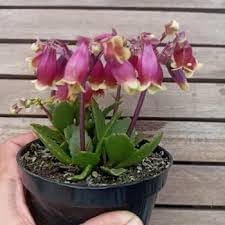 Flower Seeds, Seeds for Planting, Plant Seeds