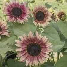 Dark Brown Sunflower Seeds for Planting
