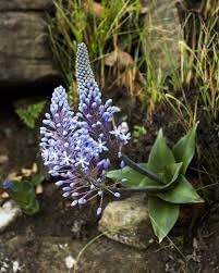 Flower Seeds, Seeds for Planting, Plant Seeds