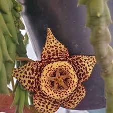 stapelia variegata flower seeds
