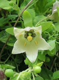 Flower Seeds, Seeds for Planting, Plant Seeds