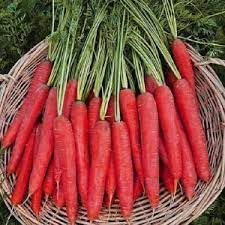Red Carrot Seeds for Planting