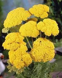 achillea flower flower seeds
