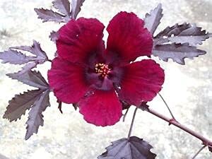 burgundy hibiscus flower seeds
