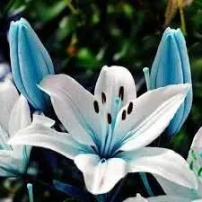 lilium flower flower seeds