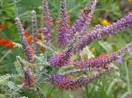 heirloom amorpha flower seeds