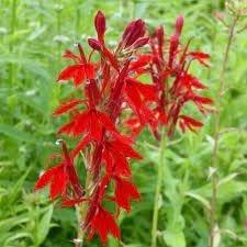 Flower Seeds, Seeds for Planting, Plant Seeds