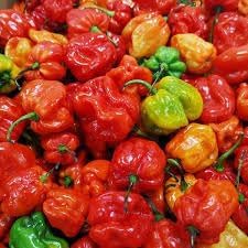 Ajicitoo Pepper Seeds for Planting