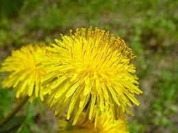 Flower Seeds, Seeds for Planting, Plant Seeds