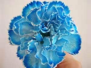 Heirloom Sea Blue Dianthus Caryophyllus Flower Seeds